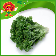 Supplier of asian leaf lettuce